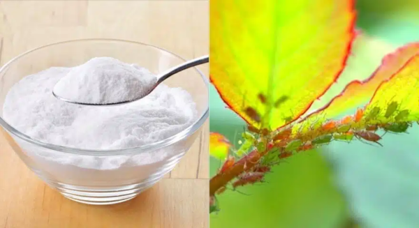 Bicarbonato e giardinaggio non sono incompatibili… La prova in 7 consigli!