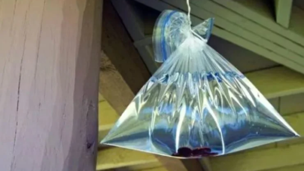 Borsa piena d’acqua appesa in casa: è indispensabile!