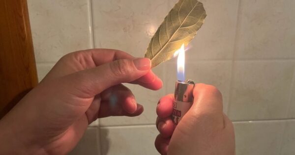 Bruciate 1 foglia di salvia a casa, 5 minuti dopo ne noterete gli effetti