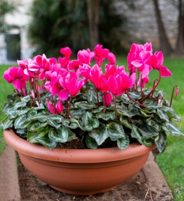 CICLAMINO PERENNE E VIGOROSO, ECCO COSA SERVE PER FARLO CRESCERE ALL’INFINITO