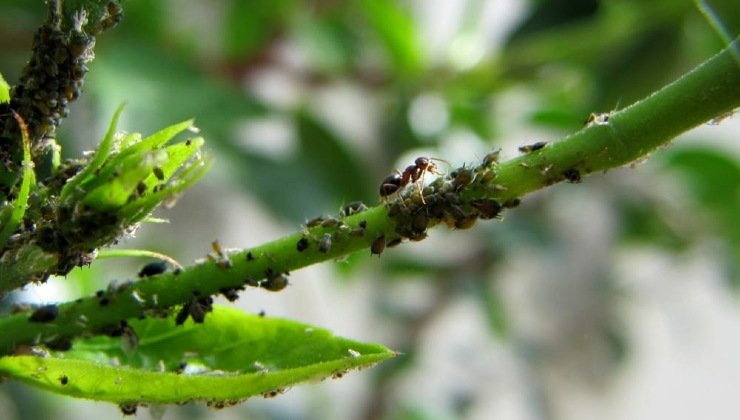 Come eliminare i parassiti