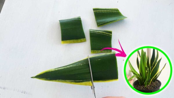 COME AVERE MOLTE PIANTE DI SANSEVIERIA CON UNA SOLA FOGLIA