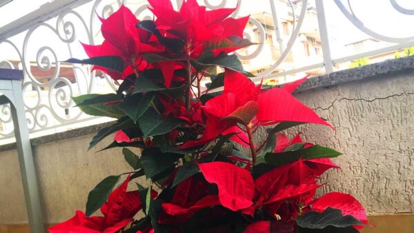 COSA FARE QUANDO SI È APPENA COMPRATA UNA STELLA DI NATALE AL SUPERMERCATO