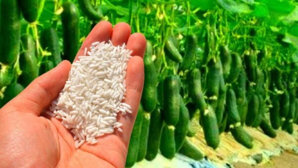 COSPARGILO SOTTO LE ZUCCHINE, CRESCERANNO ALL’INFINITO: NE RACCOGLIERAI UN SACCO