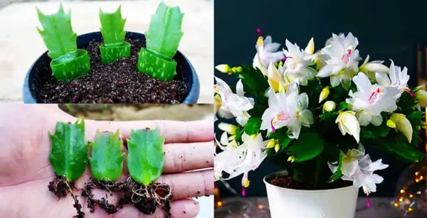 Cactus di Natale: ecco come coltivarlo e curarlo per farlo durare a lungo