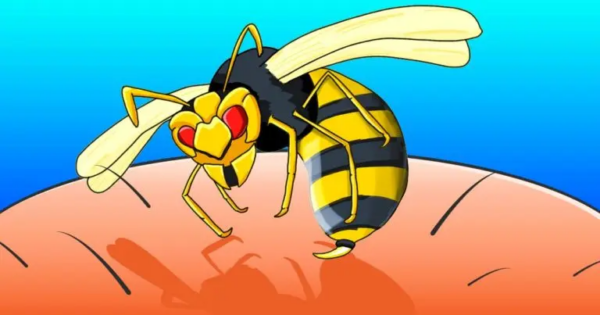 Canali o nidi di vespe in casa: pianta questo fiore e spariranno