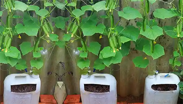 Cetrioli coltivati ​​facilmente in piccoli spazi: guida al giardinaggio in container