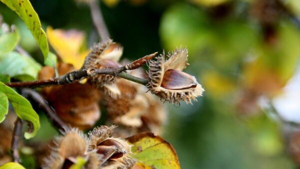 Ci arrampichiamo nella foresta eppure sono un vero tesoro: hanno il sapore delle nocciole!