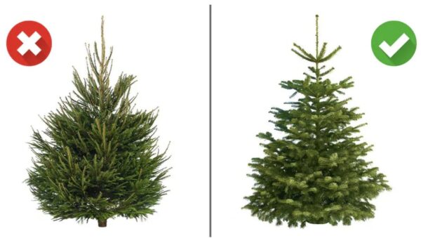 Ci sono alcuni tipi di alberi di Natale che non dovreste acquistare per Natale. Il venditore non ve lo dirà!