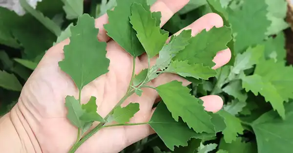 Cicerchia (Stellaria media): Scoprire le meraviglie di questa erba medicinale selvatica