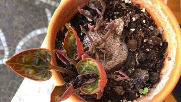 Ciclamini: come ravvivare i bulbi per una fioritura brillante?