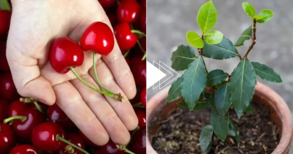 Ciliegie, come coltivare una pianta in 7 giorni a costo zero: basta il nocciolo