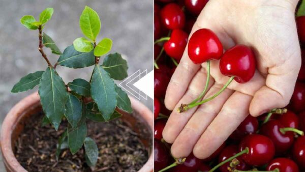 Ciliegie: il nocciolo è sufficiente per far nascere una nuova pianta in 7 giorni, senza spendere nulla!