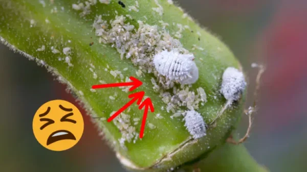 Cimici: 8 consigli naturali per eliminarle