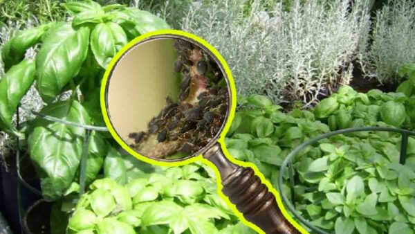 Cimici del basilico: utilizzate questa spezia miracolosa per eliminare i buchi e le foglie danneggiate