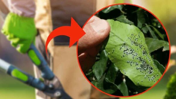 Cimici: il trucco del giardiniere per eliminarle a tempo di record!