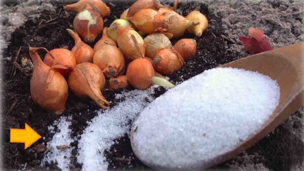 Cipolle: coltivatele con questo concime speciale! Rese più elevate e zero parassiti!