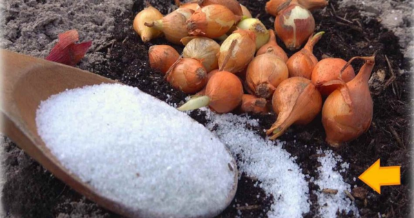 Cipolle, piantale con questo integratore speciale: zero parassiti e alta resa