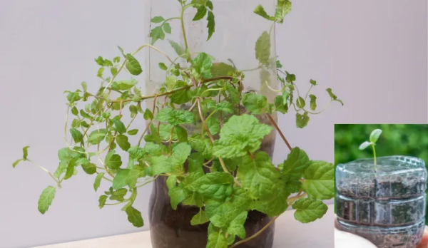 Coltiva 6 alimenti in bottiglie di plastica