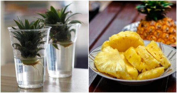 Coltiva un ananas dall’estremità superiore che altrimenti finirebbe nella spazzatura. Fino ad ora hai solo sognato un simile sapore di miele