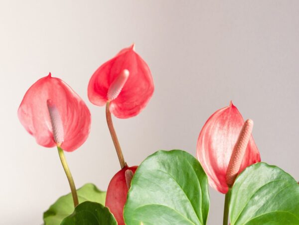 Coltiva un bellissimo Anthurium dalle foglie: non è mai stato così facile!