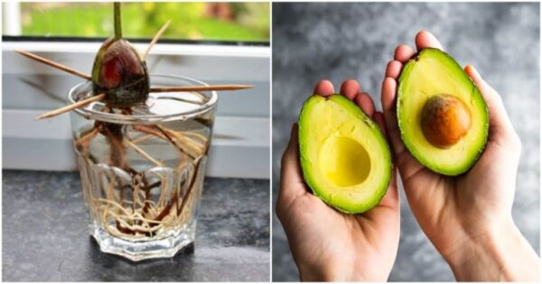 Coltiva un numero illimitato di avocado sul davanzale della finestra usando stuzzicadenti e un bicchiere d’acqua