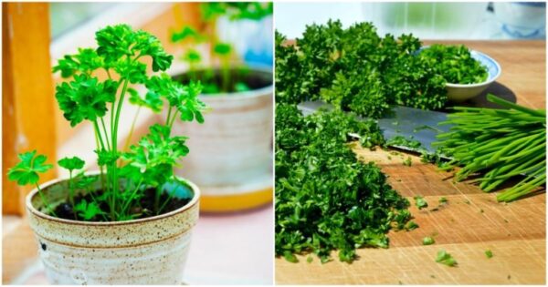 Coltiva una scorta infinita di prezzemolo sul davanzale della finestra dai semi. Ti forniranno vitamine anche durante l’inverno più rigido