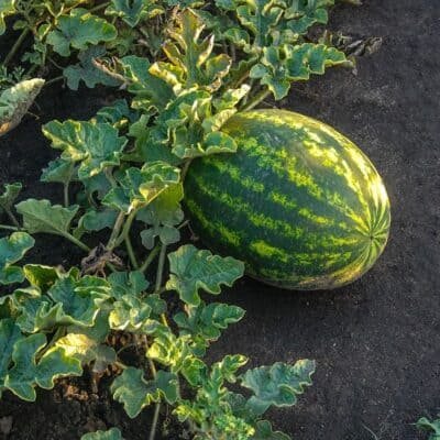 Coltivare Angurie Dolci: Una Guida ai Deliziosi Piacere dell’Estate