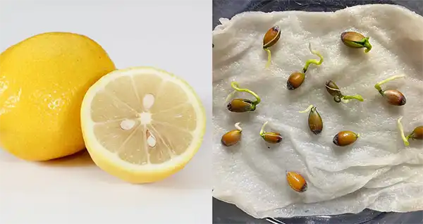 Coltivare alberi di limoni in vaso da semi di limoni acquistati in negozio
