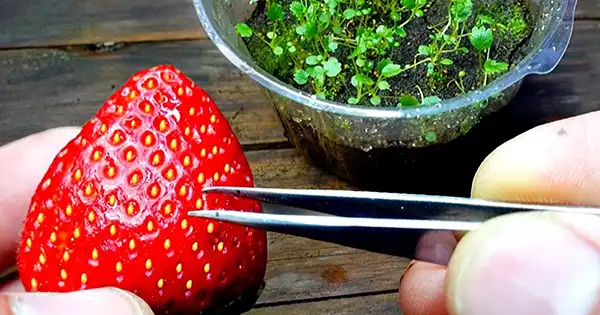 Coltivare fragole deliziose a casa partendo da quelle acquistate in negozio