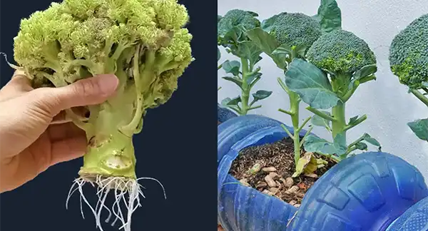 Coltivare i broccoli a casa in contenitori: una guida per raccolti freschi e nutrienti