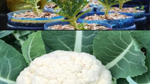 Coltivare il cavolfiore in contenitore in casa: ecco come fare