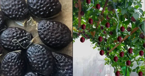 Coltivare il frutto della passione in contenitore per le famiglie senza giardino