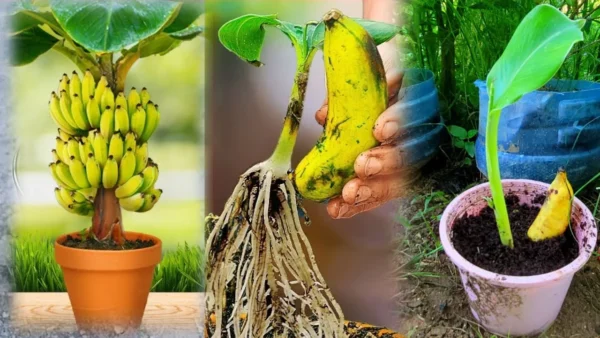 Coltivare il proprio paradiso tropicale: una guida completa alla coltivazione dei banani