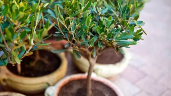 Coltivare l’Olivo da Tavola (Olea europaea)