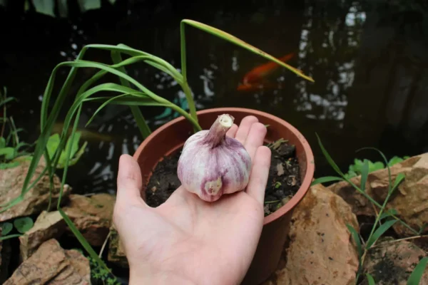 Coltivare l’aglio in acqua: una guida passo passo utilizzando 0,5 bottiglie di plastica