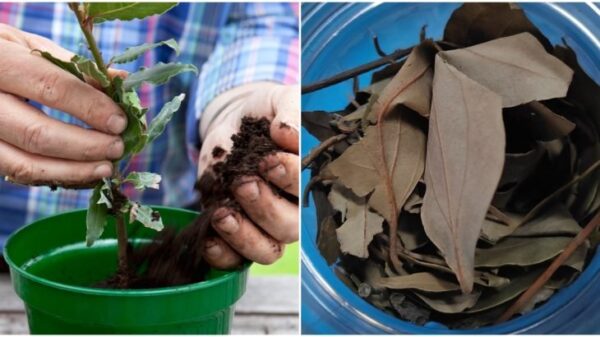 Coltivare l’alloro sul davanzale della finestra: è un efficace tè, è un buon alimento e, non da ultimo, è un ottimo fertilizzante.