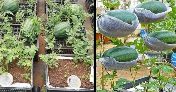 Coltivare l’anguria in casa in contenitore: Una guida passo-passo