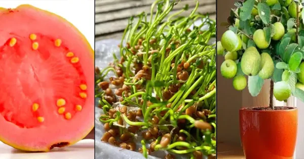 Coltivare la Guava in casa in vaso: Consigli per un raccolto abbondante