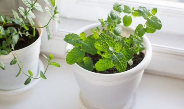 Coltivare la menta a casa in contenitori: una guida rinfrescante