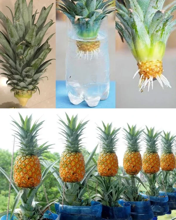 Coltivare la tua Ananas in Casa: Una Guida Completa