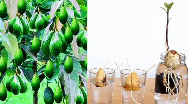 Coltivare piante di avocado in casa: una guida passo passo