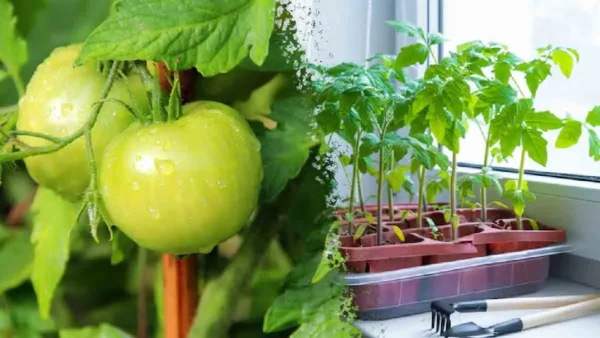 Coltivare pomodori verdi in casa: ecco come fare!Vedi i dettagli nel commento del primer