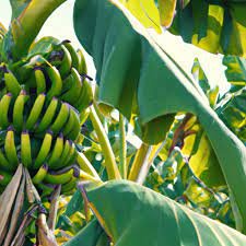 Coltivare un albero di banane da una banana: una guida passo passo