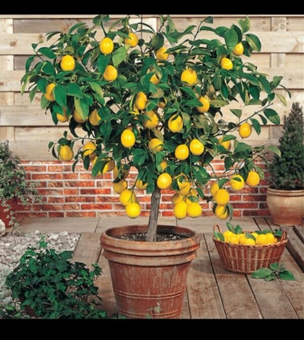Coltivare un albero di limoni in casa: avete 2 opzioni!