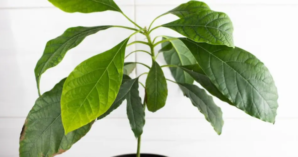 Coltivare un avocado: il miglior trucco per far germogliare e far crescere un nocciolo di avocado come un professionista!