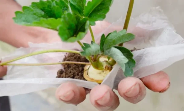 Coltivate le fragole a casa vostra in bottiglie di plastica!