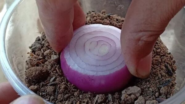 Coltivate le vostre cipolle in vasi di plastica! NON LE COMPRIAMO IN NEGOZIO, PERCHÉ.