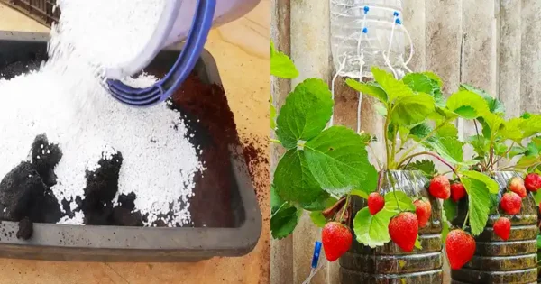 Coltivate splendide fragole a casa vostra con l’impasto per vasi e il sistema di autoinnaffiamento più avanzato