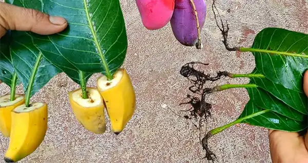 Coltivazione di alberi di mango dalle foglie con il Boost di radicazione per banane